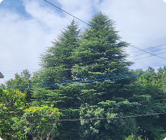 トトロに見える木